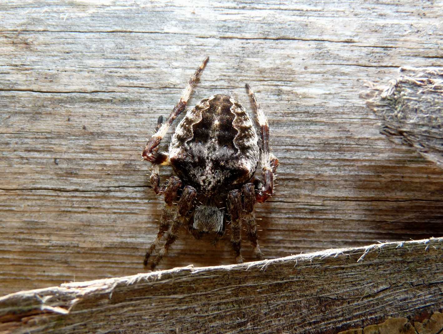 Araneus sp.